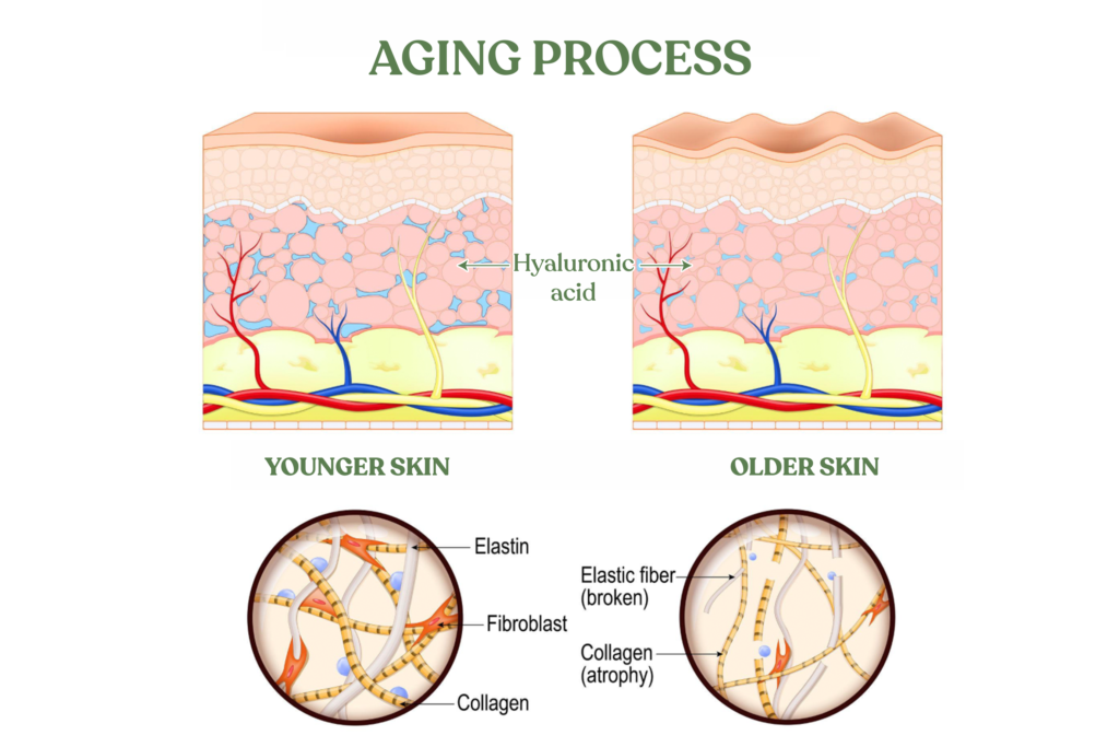Structural-Changes-in-Skin-During-Aging-scaled